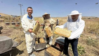 Cilo Dağının eteklerinde bal bereketi: Kovan kovan bal sağımı başladı