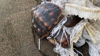 Çuvala Takılan Caretta Caretta Yavrusunu Kurtarıldı