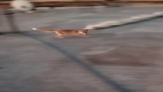 Dama çıkan tilki ile ev sahibinin ilginç anları