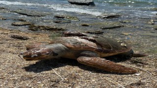 Denizde ölü caretta caretta bulundu