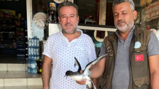 Depremzede, yaralı kuşu kedilerden kurtarıp yetkililere teslim etti