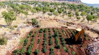 Diyarbakırda 6 milyon 836 bin kök kenevir ve skunk bitkisi ele geçirildi