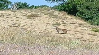 Doğanın özel avcısı ‘Vaşak Tuncelide görüntülendi