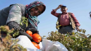 Domates tarlada kalmayacak, Bakanlıktan salça fabrikalarına destek geldi