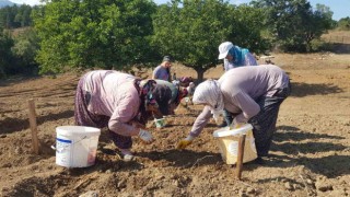 Dünyanın en pahalı baharatı toprakla buluşturuldu