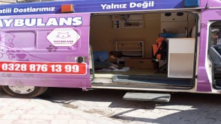 Düziçi Belediyesi Sokak Hayvanlarına Haybulans ile Destek Sağlıyor