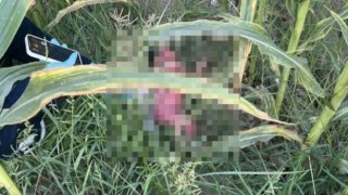 Düziçi'nde Tüyler Ürperten Olayla İlgili 1 Kişi Tutuklandı