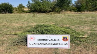 Edirnede uyuşturucu operasyonu: 300 kök kenevir imha edildi