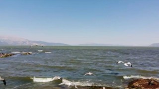 Eğirdir Gölü su kirliliği martı popülasyonunu azaltıyor