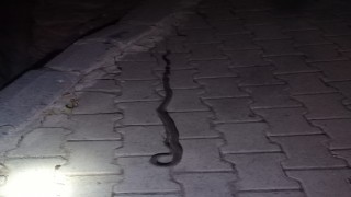 Elazığda lavaboya giren 2 metrelik yılan korkuttu