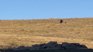 Elazığda toplanan sokak köpekleri Hayvan Bakımevi ve Rehabilitasyon Merkezinde kontrol altına alınıyor