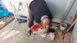 Elektrik Çarpan Yaralı Leylek Yetkililere Teslim Edildi