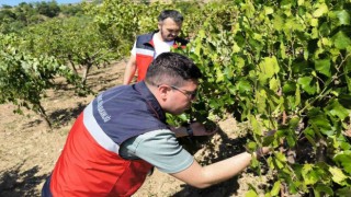 Emette üreticiler Antep fıstığı ve üzüm hastalık ve zararlıları konusunda bilgilendirildi