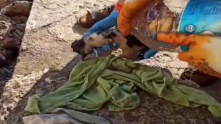 Endoskop kamerayla ulaşıldı, mahsur kaldığı yerden kurtarıldı