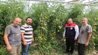 Erzincan, domates ve salatalıkta bölgeyi besliyor