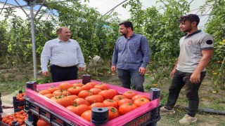Erzincan domatesi çevre illerde sofraları süslüyor
