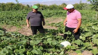 Erzincan tarım sektörü, renkli görüntülere sahne oluyor