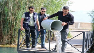 Erzincanda barajlara 560 bin sazan balığı bırakıldı