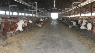 Erzincanda buzağı desteği için başvurular başlıyor