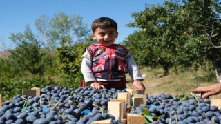 Erzincanda çarşı ve pazarın en çok satan meyvesinde hasat zamanı