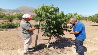Erzincanda ceviz yetiştiriciliği artıyor