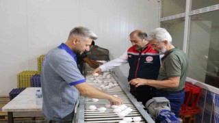Erzincanda tam otomatik tesislerde üretilen yumurtalar tarıma değer katıyor