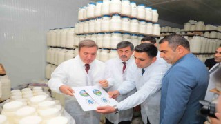 Erzincanda tescilli tulum peyniri satışı artacak