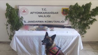 Evinin bahçesine kenevir eken şahsı jandarmadan operasyon