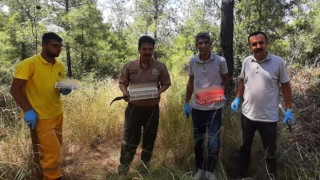 Faydalı Avcı Böcekler Osmaniye Ormanlarında Göreve Başladı