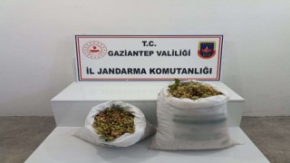 Gaziantepte 515 kilo Antep fıstığı çalan 2 şüpheli suçüstü yakalandı