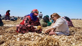 Gaziantepte Haydi Tarladan Sofraya projesi ile çiftçi ile tüketici buluşturulacak