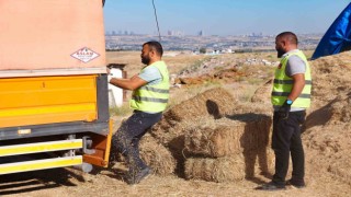 Gölbaşı Belediyesinden çiftçiye bin adet saman balyası