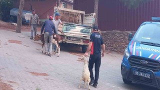 Gördeste başlayan yangın Salihliye ulaştı