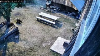 Gündüz vakti bahçeye giren ayı sebzeleri talan etti