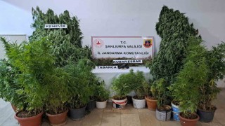 Halfetide 262 kök kenevir bitkisi ele geçirildi