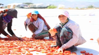 Hasadı yapılıp kurutulan domates Avrupa yolcusu