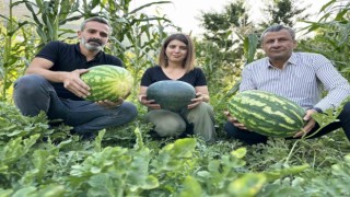 Hem öğretmen hem de çiftçi: Yetiştirdiği karpuzlar 20 kiloya ulaştı