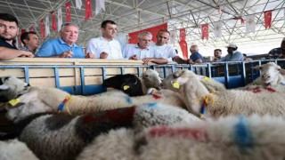 Honaz Belediyesi kadın üreticilerine koyun desteği verildi