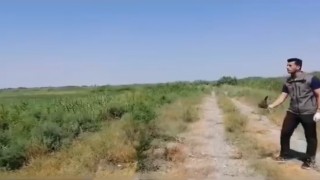 Iğdırda yaralı halde bulunan kerkenez kuşu koruma altına alındı