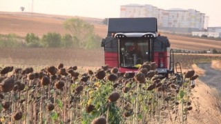 İHA ve SİHAdan sonra ayçiçeğinde de yerli başarı: Trakyanın tohumu tüm Türkiyeyi besleyecek