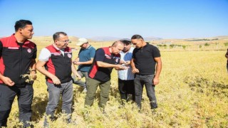 İl Müdürü Saklav, çiftçilerle hasat yaptı