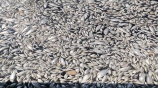 İzmir Körfezinde felaketin boyutu artıyor: Her yer ölü balık