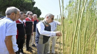 İzmirde izinli ve kontrollü kenevir hasadı gerçekleştirildi