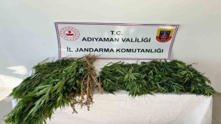 Jandarma ekipleri 102 kök kenevir bitkisi ele geçirdi