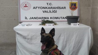 Jandarma yaptığı baskında kenevir ve esrar ele geçirdi