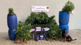 Jandarmadan uyuşturucu ve kaçakçılık operasyonu: 14 tutuklama