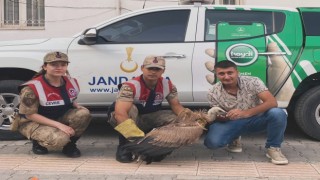 Jandarmadan yaralı akbabaya şefkat eli