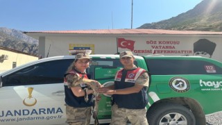 Jandarmadan yavru dağ keçisine şefkat eli