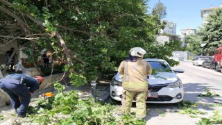 Kadıköyde güneşten çürüyen ağaç otomobilin üzerine devrildi