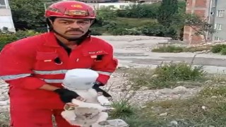 Kafası Kovaya Sıkışan Yavru Köpek Kurtarıldı